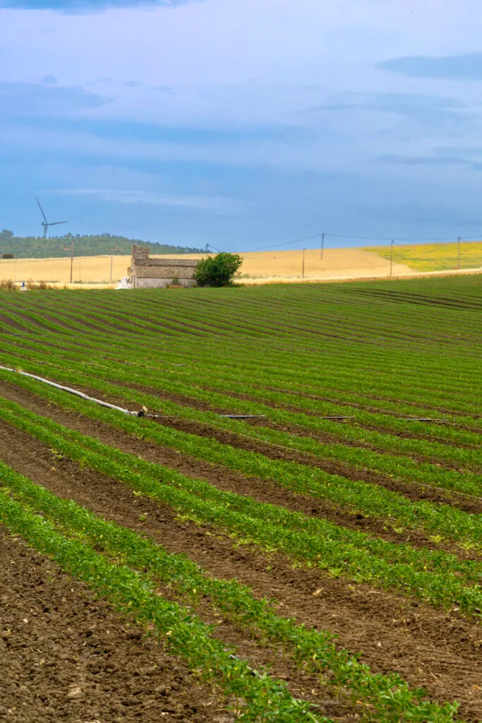 Paisaje de campo en verano